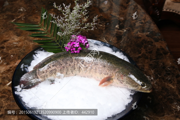 黑魚