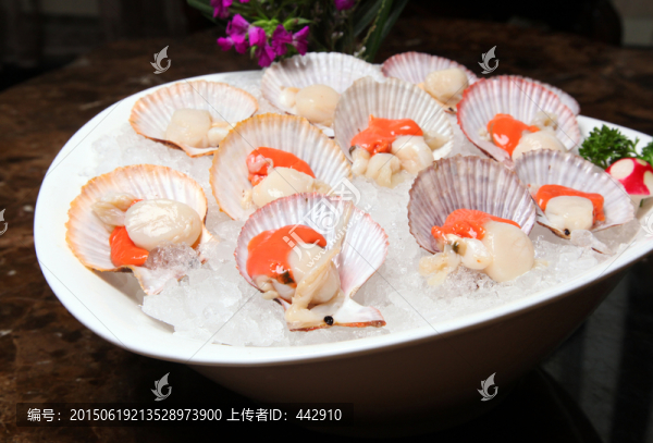 紅扇貝