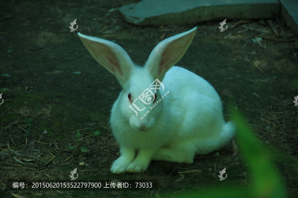 小白兔,小兔子,兔兔