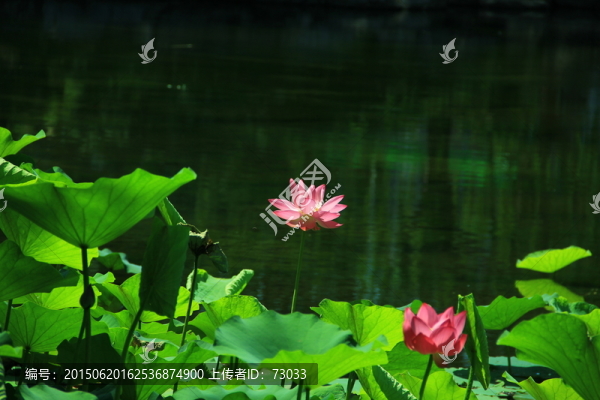 荷花