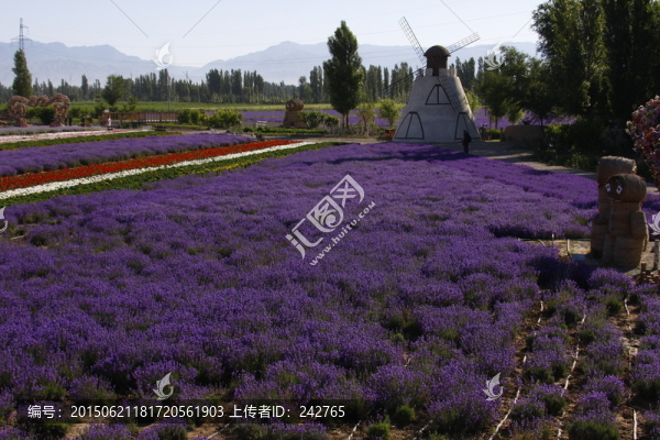 薰衣草