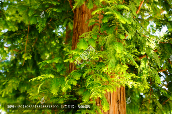 水杉