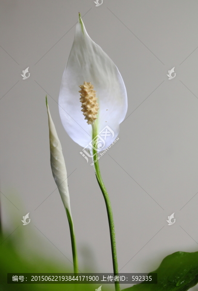 鮮花