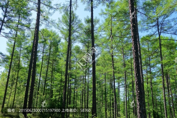松林風(fēng)景
