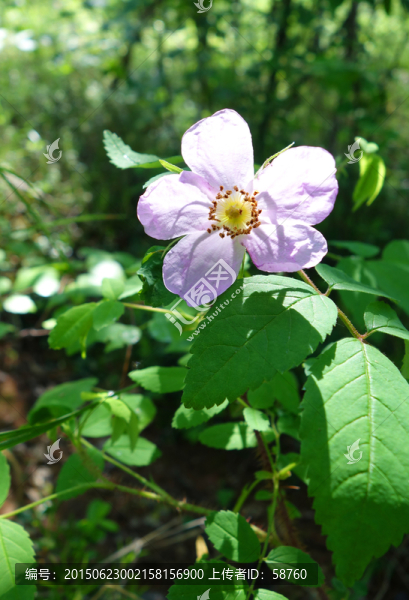 野薔薇
