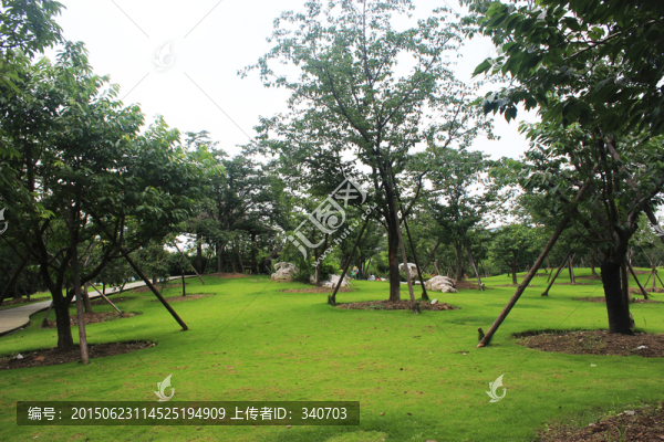 公園草地