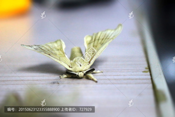 春蠶,蠶蛾