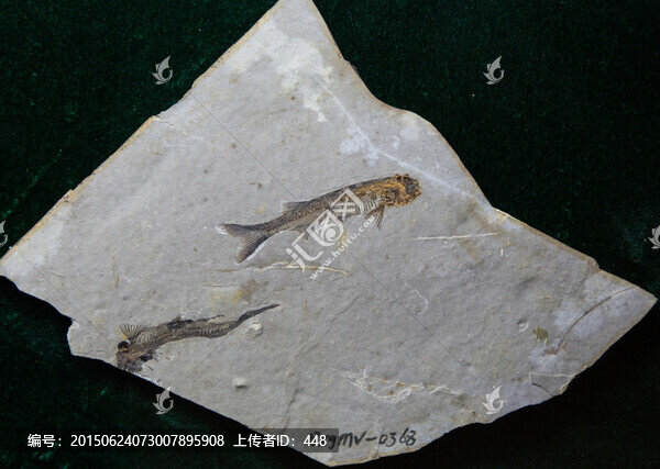 古生物化石,戴氏狼鰭魚化石