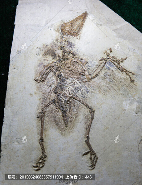 古生物化石,圣賢孔子鳥化石