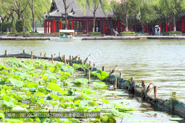大明湖中歇停的水鳥