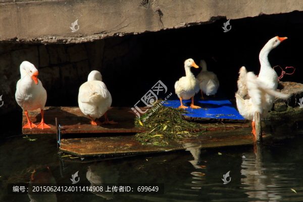 曲水亭下的大白鵝