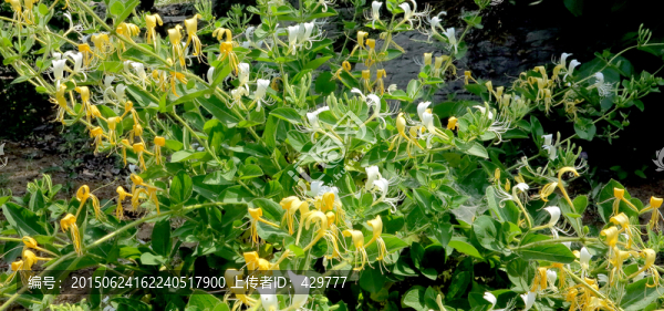 金銀花大圖