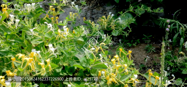 金銀花盛花期