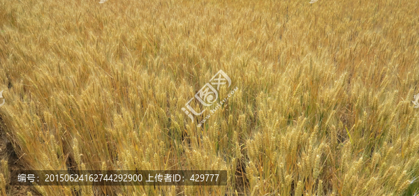 麥地