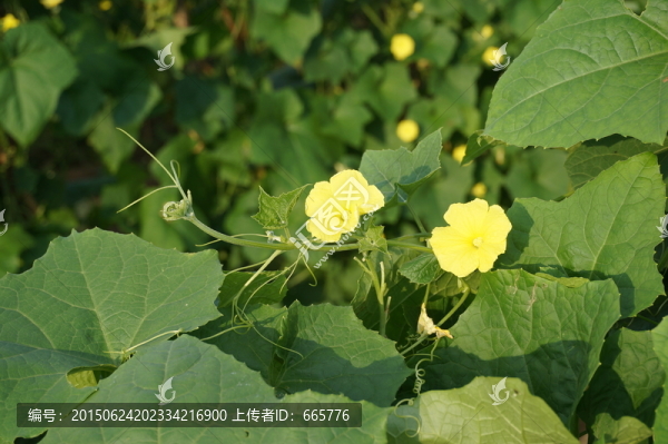 鮮花