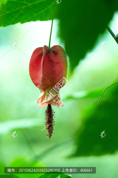 懸鈴花