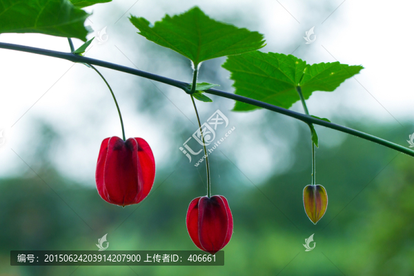 懸鈴花