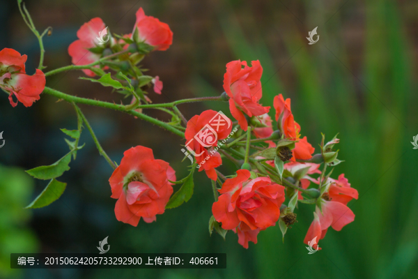 月季花
