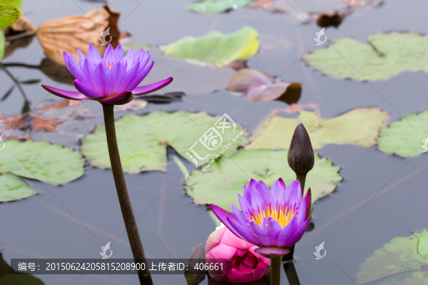 蓮花特寫(xiě)