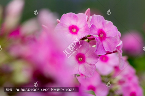 時(shí)鐘花