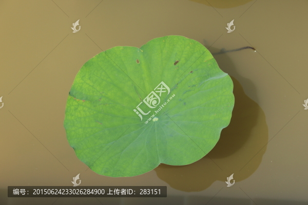 荷葉傘