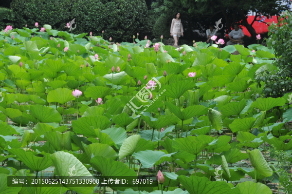 荷塘