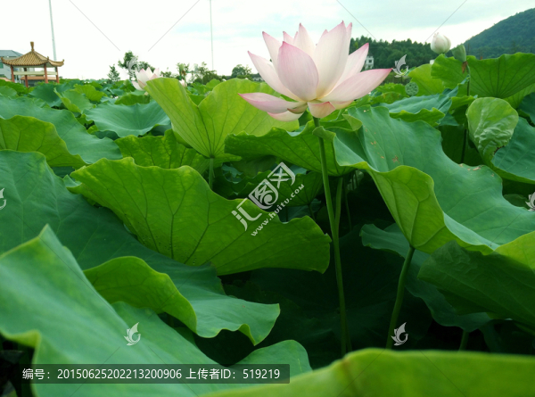 荷花