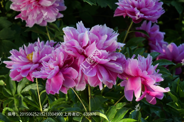 芍藥花