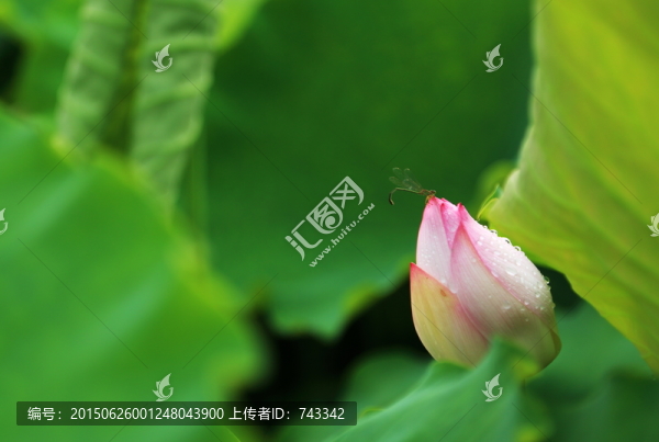 蓮花