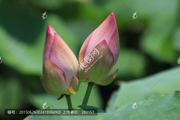 小荷尖角,高清