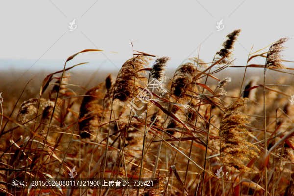 蘆葦花