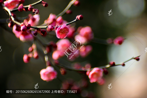 梅花