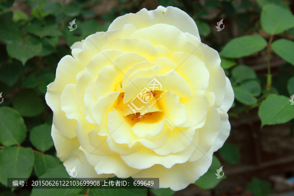 春末雨后玫瑰花