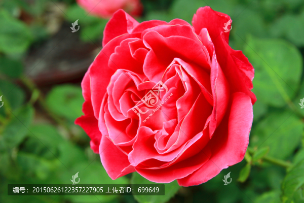 春末雨后玫瑰花