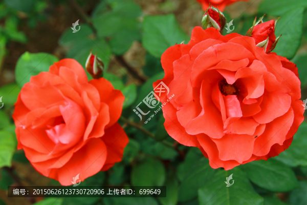 春末雨后的玫瑰花
