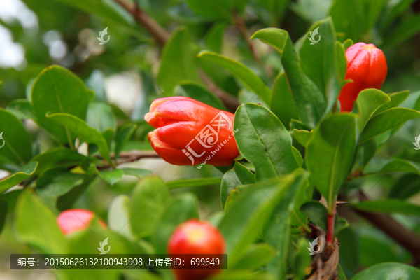 春末雨后石榴花