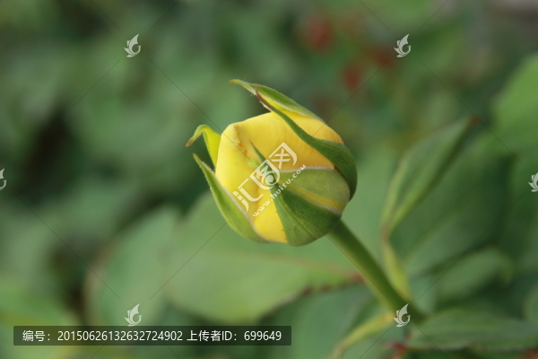 春末雨后玫瑰花