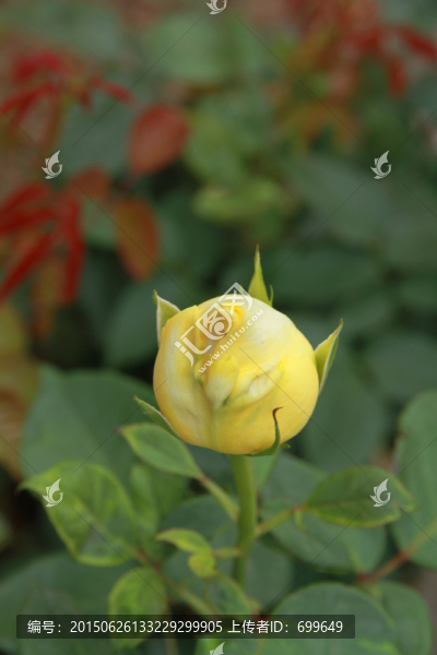 春末雨后玫瑰花