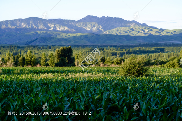 玉米地