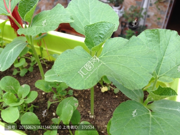 陽(yáng)臺(tái)種菜