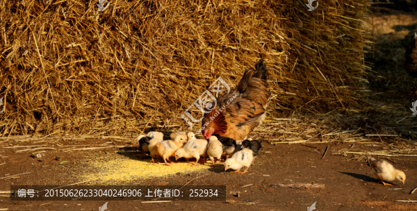 母雞和他的子女們