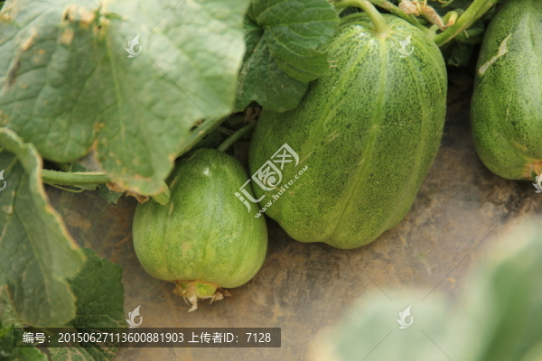 香瓜,甜瓜