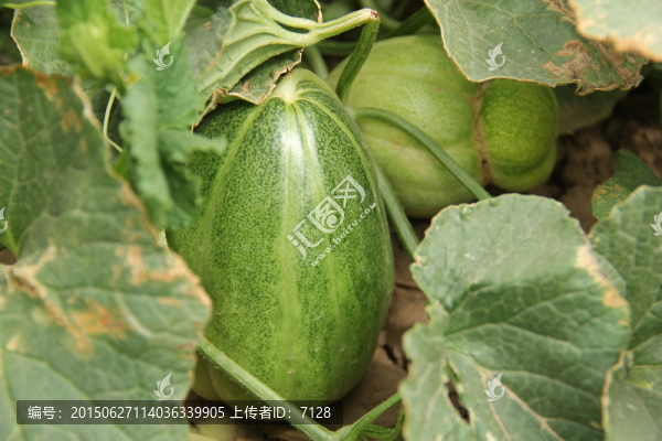 香瓜,甜瓜