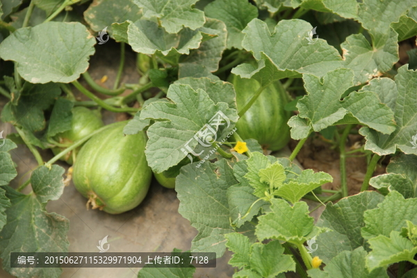 香瓜,甜瓜