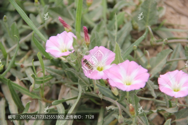 喇叭花