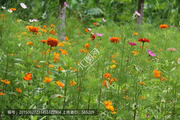 花卉