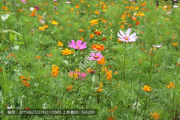 花卉