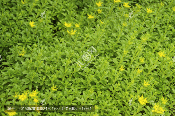 養(yǎng)心菜