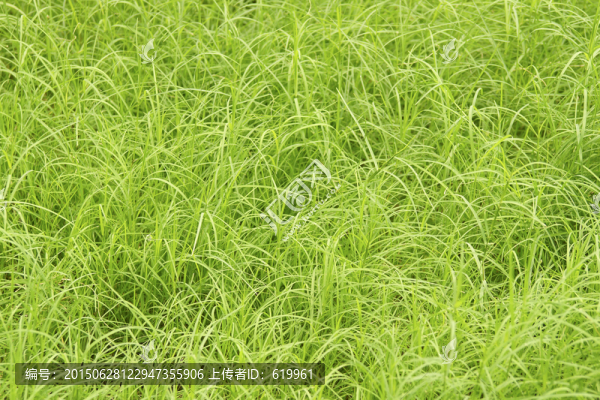 綠草背景