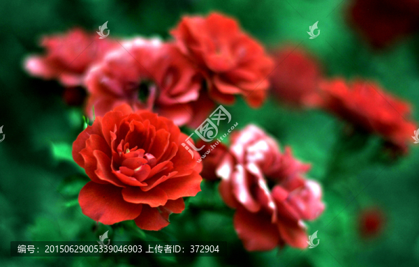 月季花